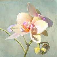 Jewel Orchids II Framed Print