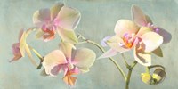 Jewel Orchids Fine Art Print