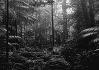 In the Jungle Fine Art Print