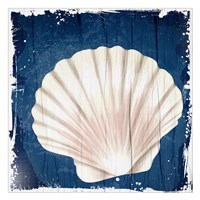 Coastal Shells 2 Framed Print