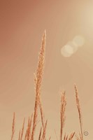 Noon Grasses I Fine Art Print