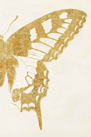 Butterfly Wings II Framed Print