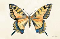 Butterfly Study II Framed Print