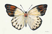 Butterfly Study I Framed Print