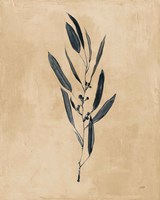 Botanical Study I Brown Fine Art Print