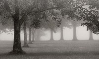 Trees In Early Autumn Fine Art Print