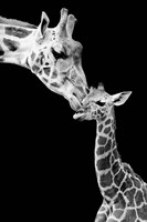 First Love - Giraffe Framed Print
