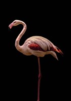 Flamingo Fine Art Print