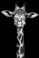 Giraffe Fine Art Print