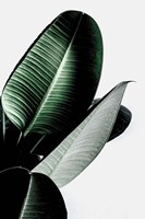 Leaves Fine Art Print