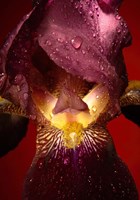 Red Flower Fine Art Print