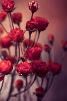 Red Flowers Fine Art Print