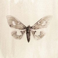 Sepia Moth Fine Art Print