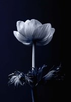 Single Flower Fine Art Print