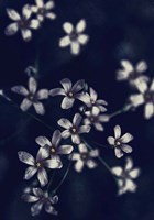 Small Flowers Fine Art Print