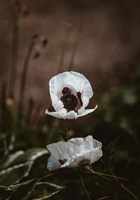 White Poppies Fine Art Print