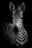 Zebra Fine Art Print