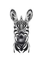 Zebra Illustration Fine Art Print