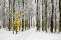 Mustard Tree Fine Art Print