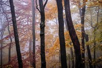 October Trees Fine Art Print