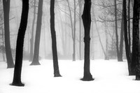 Winter Fog Fine Art Print