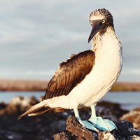 Blue Footed Booby Fine Art Print