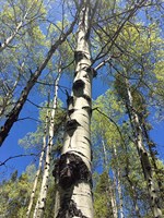 Aspens Reaching for the Sky Fine Art Print