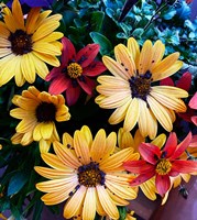 Colorful Bunch Fine Art Print