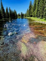 Peaceful Stream Fine Art Print