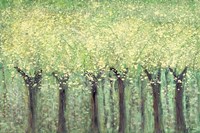 Live Green Trees Fine Art Print