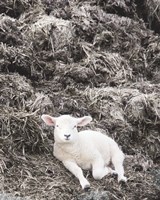 Sheep Vibes Fine Art Print