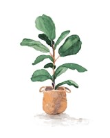 Potted Fiddle Fig Tree II Framed Print