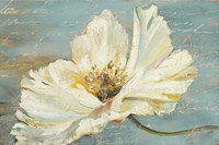 White Peony Fine Art Print