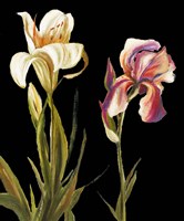 The Garden at Night II Fine Art Print