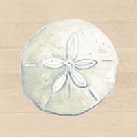 Sand Dollar Fine Art Print