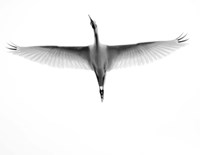 In Flight Fine Art Print