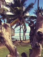 Oceanside Palms Fine Art Print