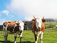 Country Cows Fine Art Print