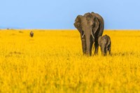 Vibrant Africa Fine Art Print