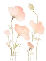 Early Summer Poppies I Fine Art Print