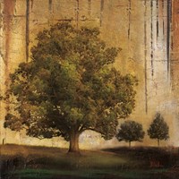 Aged Tree II Framed Print