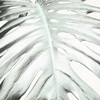 Summer Palm Fine Art Print