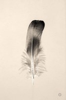 Floating Feathers IV Sepia Framed Print