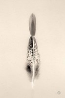 Floating Feathers I Sepia Framed Print
