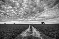 Farm Road Fine Art Print