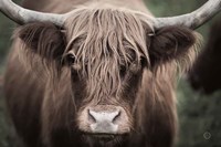 Cow Nose Light Fine Art Print