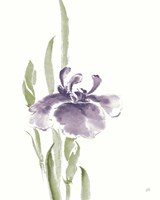 Japanese Iris II Purple Crop Framed Print