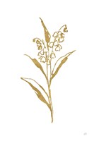 Gold Line Lily of the Valley II Fine Art Print