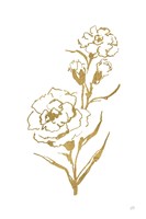 Gold Line Carnation III Fine Art Print