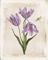 Antiquarian Blooms III Purple Fine Art Print